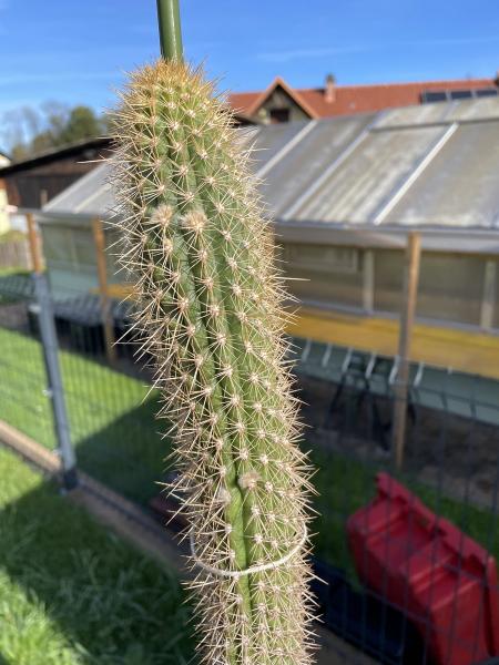 Cleistocactus spec.